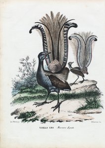Lierenvogel, 1863-79 door Raimundo Petraroja
